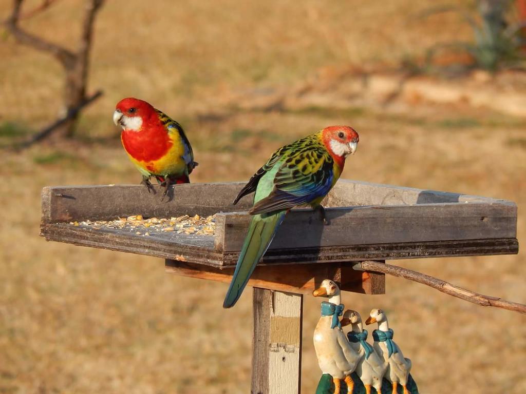 Bed and Breakfast Grovely House Stanthorpe Exterior foto
